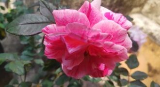 10 cent land nh 10 meter kazhakuttom 9188764468